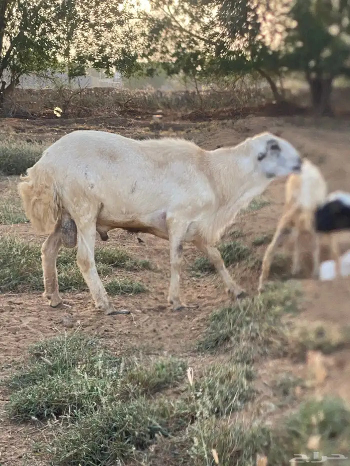 كبش فحل 2