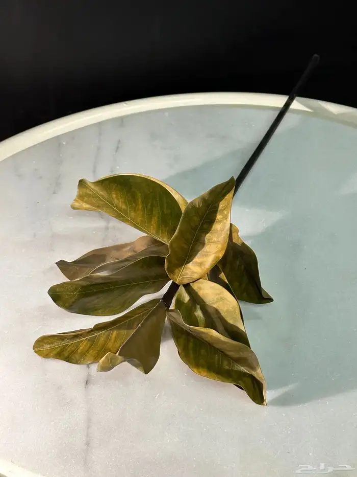 تأجير جميع مايخص الاحتفالات والمناسبات و المعارض 45