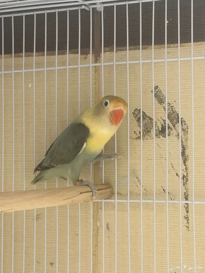 أنثى فيشر بار بلو أيونيج 1