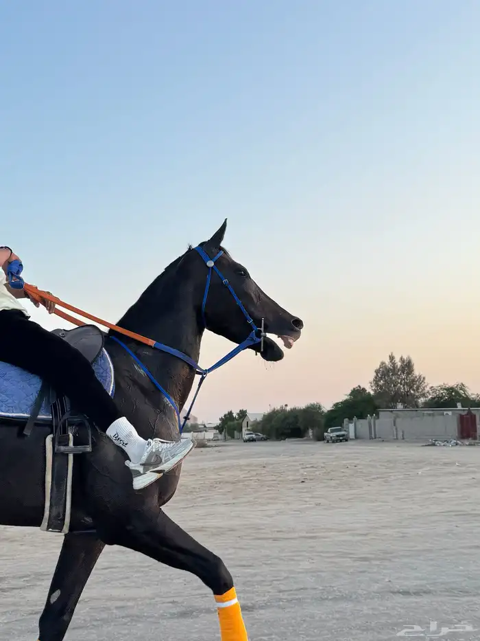 خيل 5