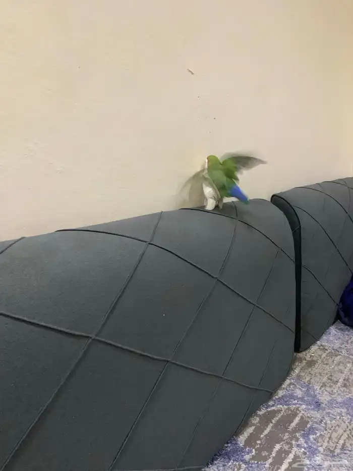 للبيع 5