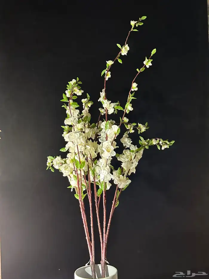 تأجير جميع مايخص الاحتفالات والمناسبات و المعارض 34