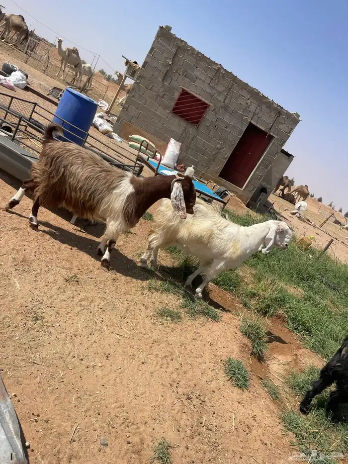 معزا مراح صنف طيبه دفيع للبيع 7