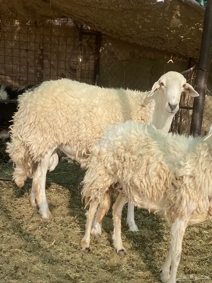 للبيع فحل حرش مشروط 1