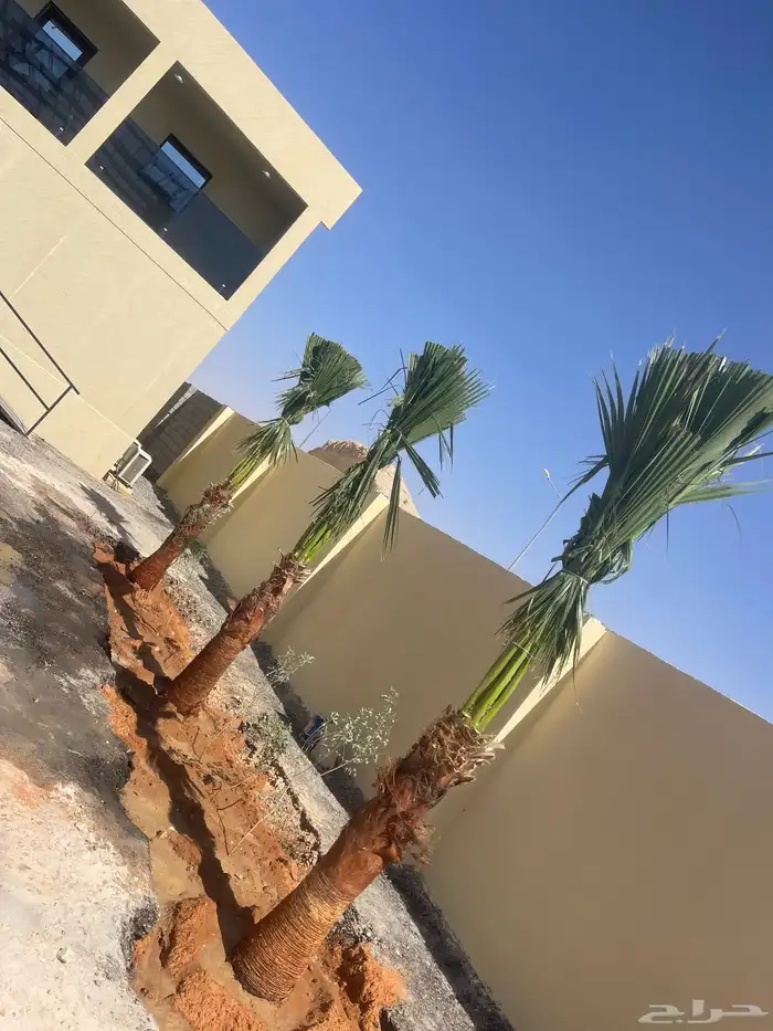 نخيل واشنطونيا للبيع 2