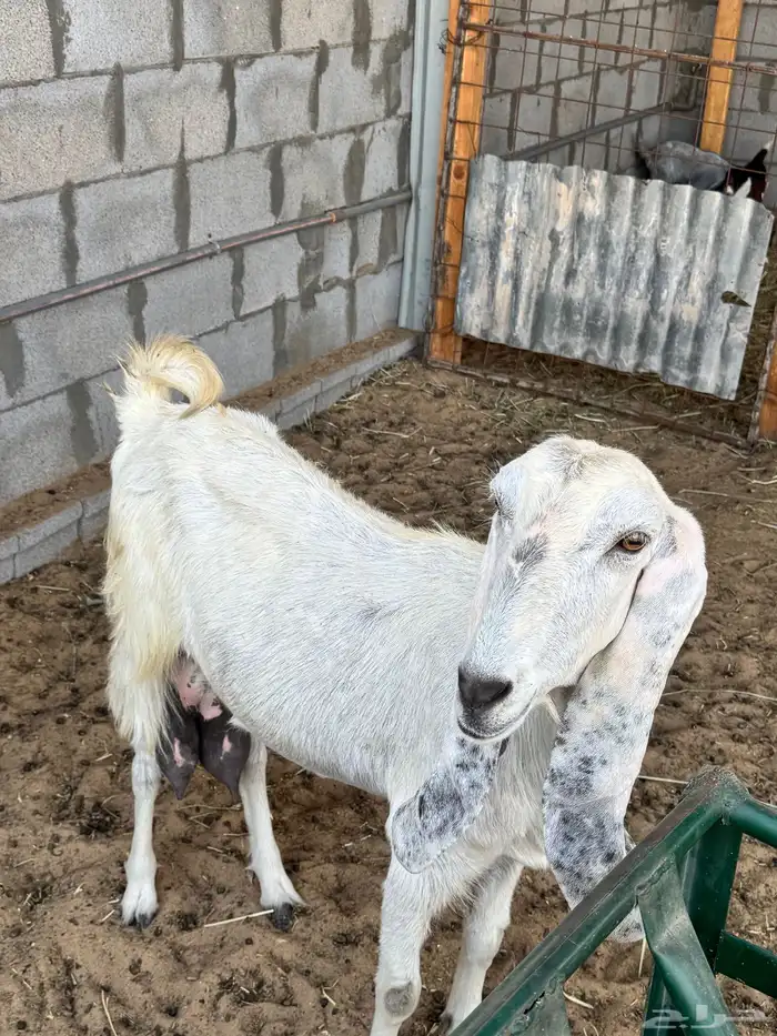 عنز حليب( وين اهل الدواغير) في الاحساء 1