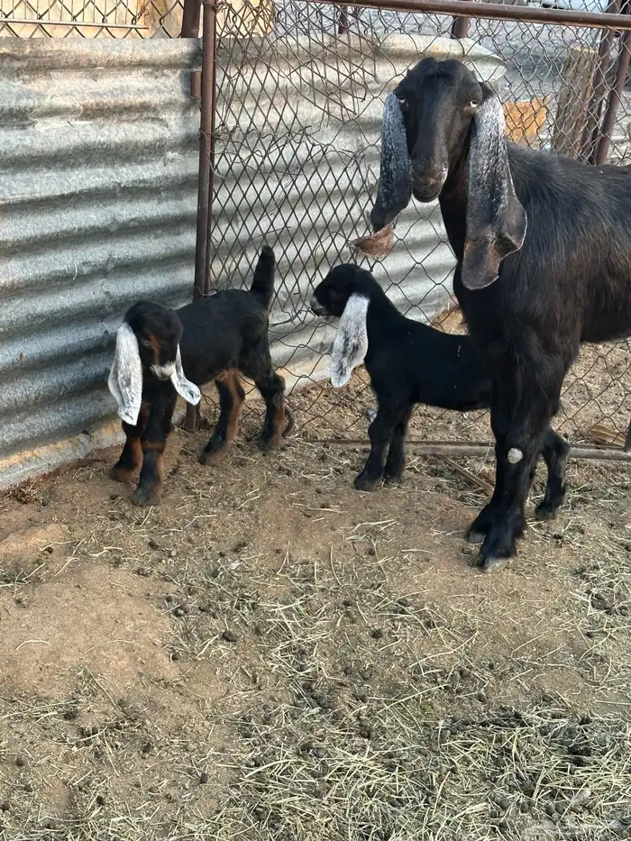 تم البيع الله يبارك للشاري 1