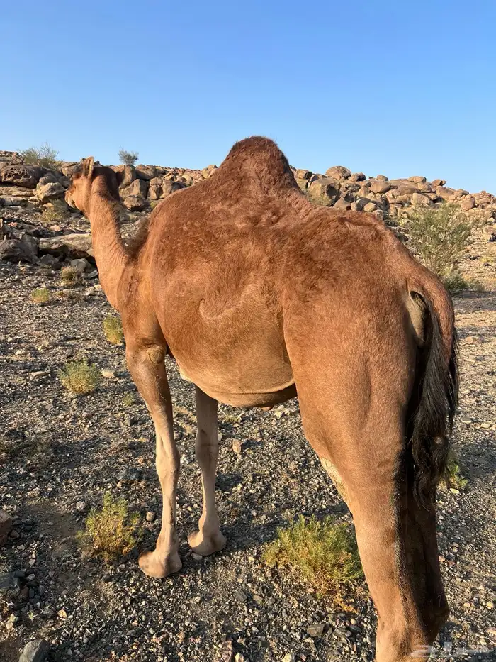 بكره ( ثنيه ) ملاقي 1