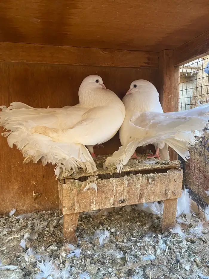 جوز رقاص هولندي 3