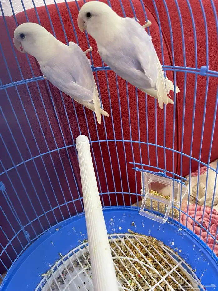 طيور روز نص ولافه 0