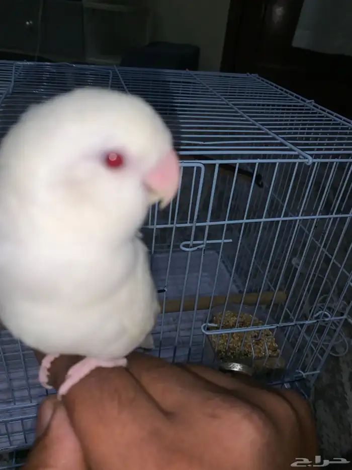 للبيع 1