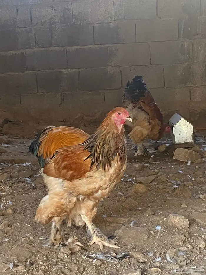 دجاج براهما بووف دم صافي 3