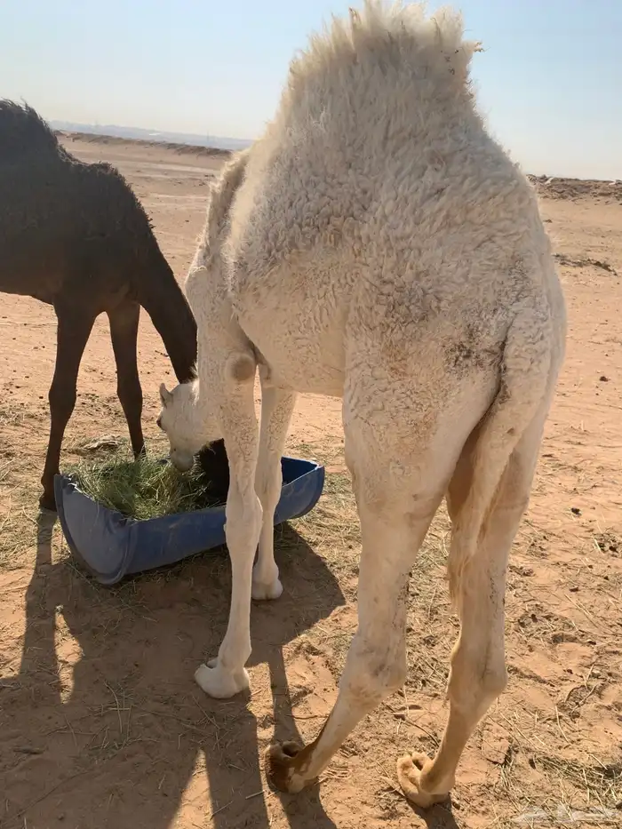 قعود ست شهور الخرج 10