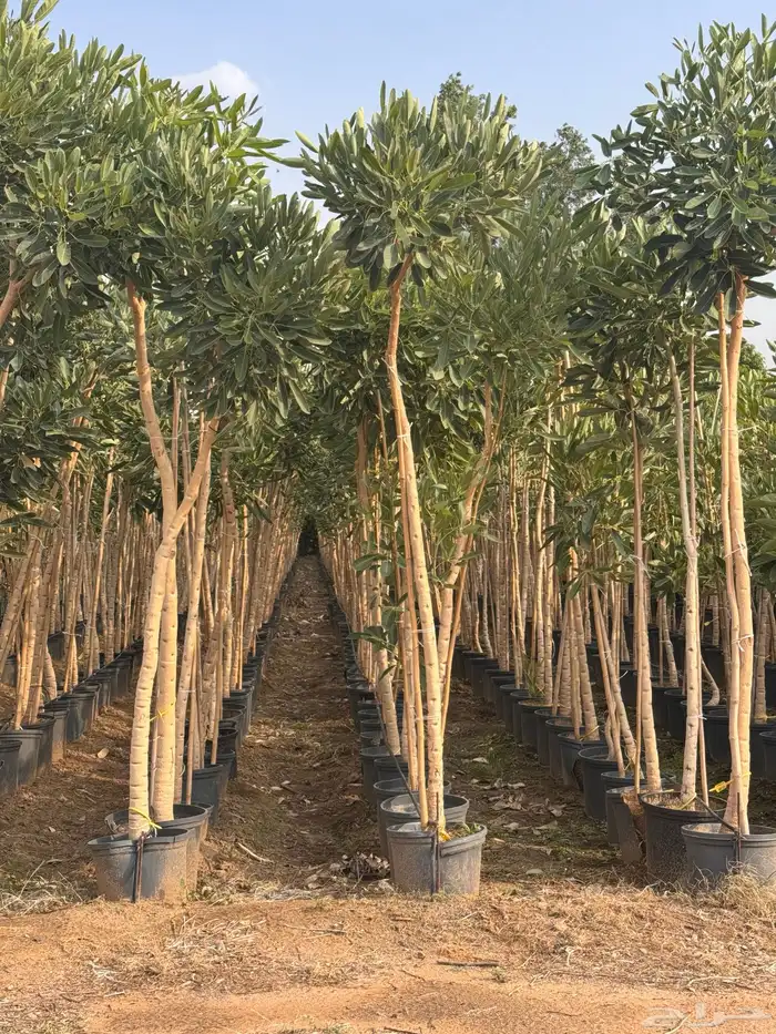 ترمناليا منتالي سدر بونسيانا استركوليا كورزيا 4