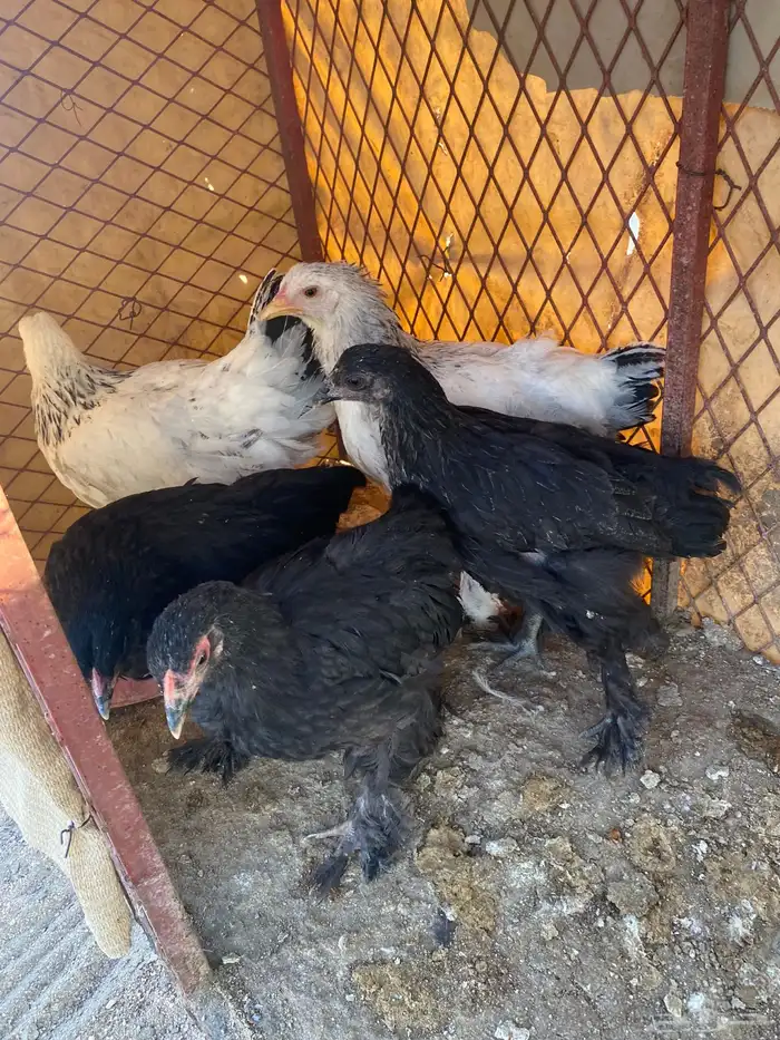 فروخ براهما كولومبي وسود 4