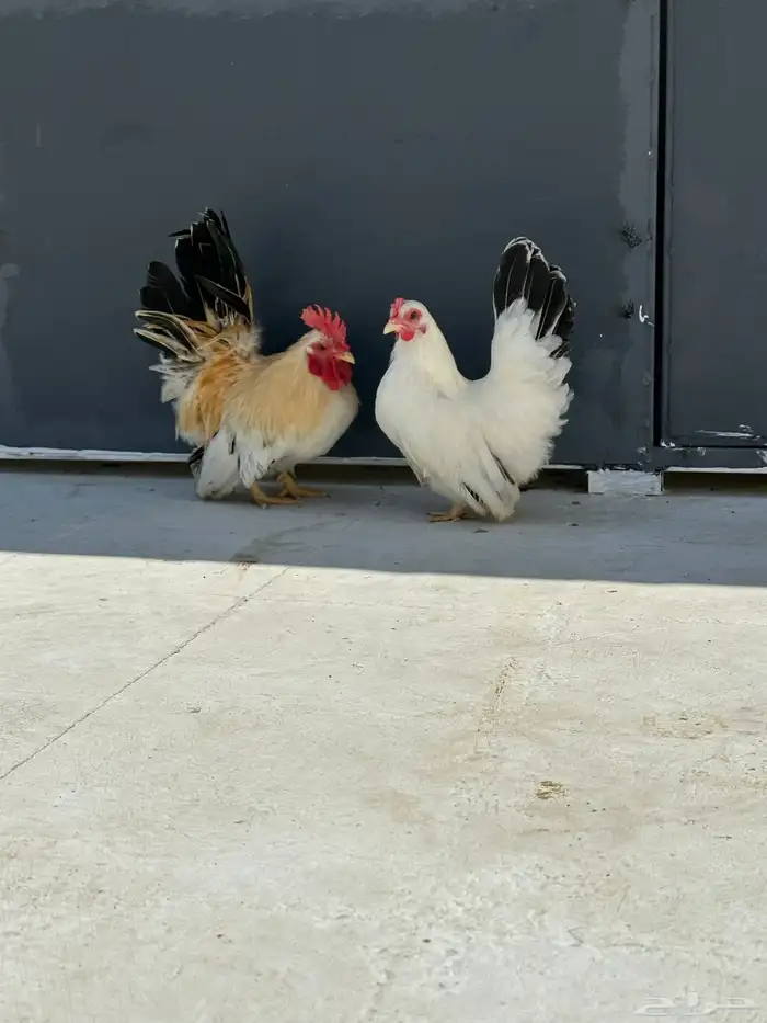دجاج جبنيز مسحب 3