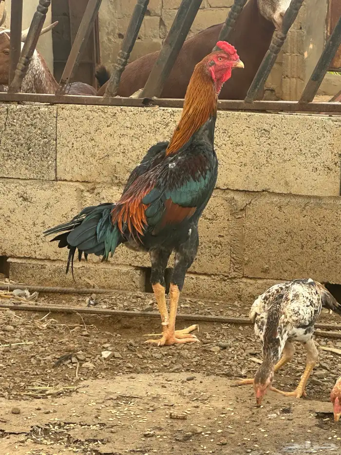 دجاج شامو ياباني 0