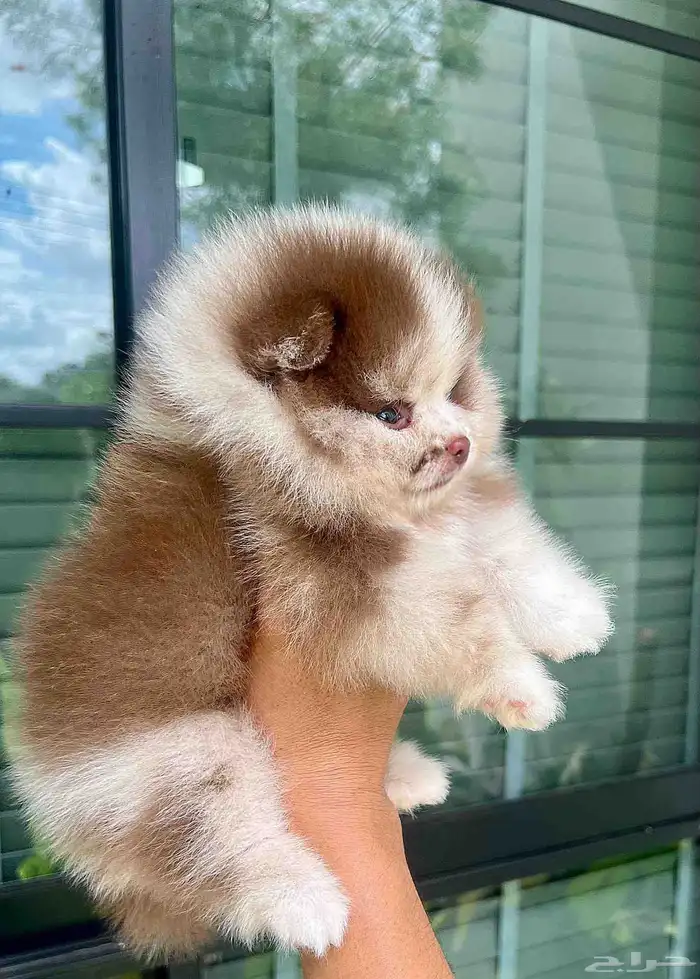 بومرينين شوكلت ميرل مستوى توب 2