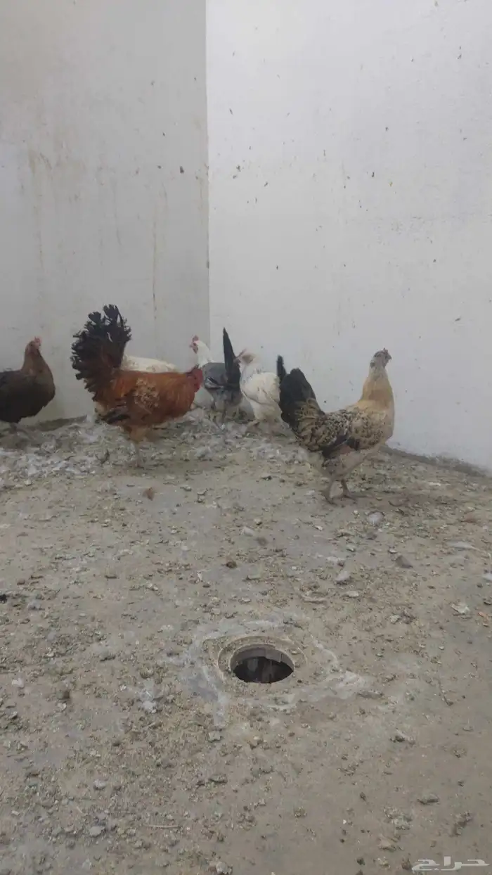 دجاج بلدي 3