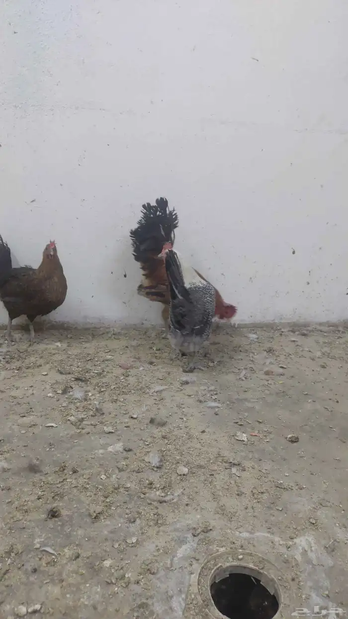 دجاج بلدي 1