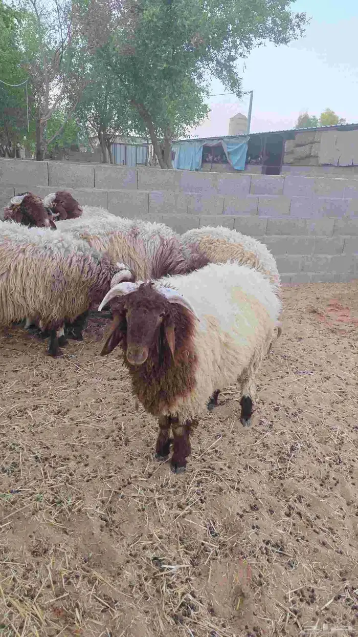 طليان نعيم وحري ونجدي ذبايح 1