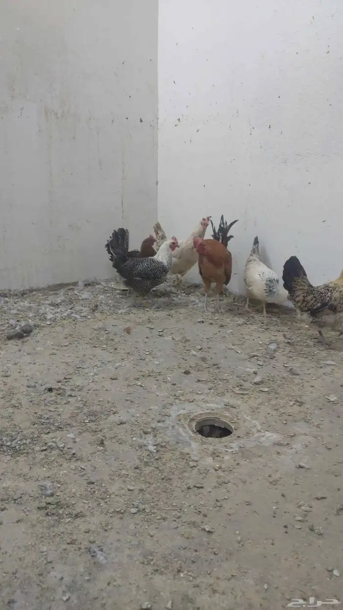دجاج بلدي 4