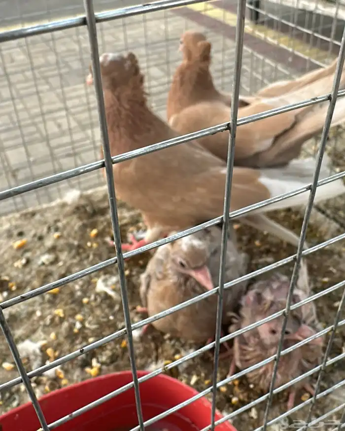 جوز قطايف صفر مقنبرات بعياله 3