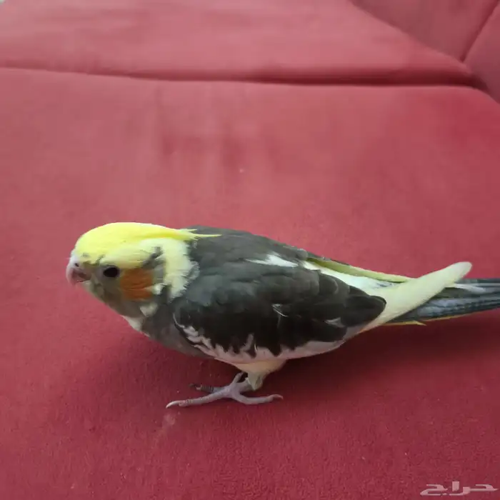 ببغاء كروان بديت فطم العمر تقريبن شهر و نص مع قفص 3