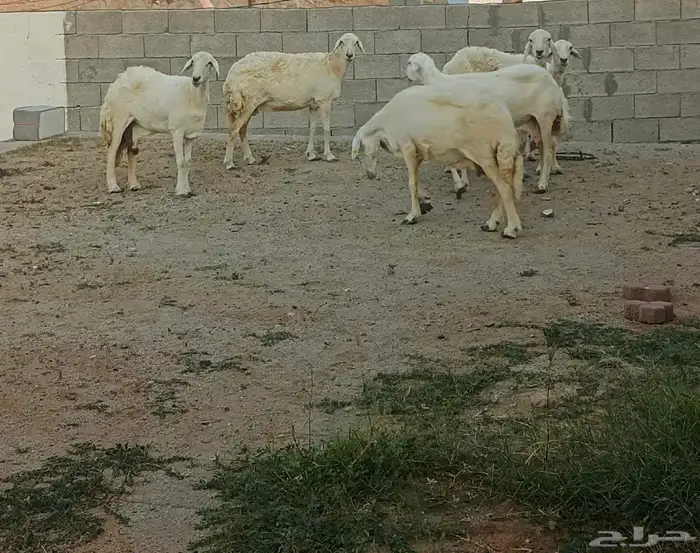 ضان حريات دفع 2