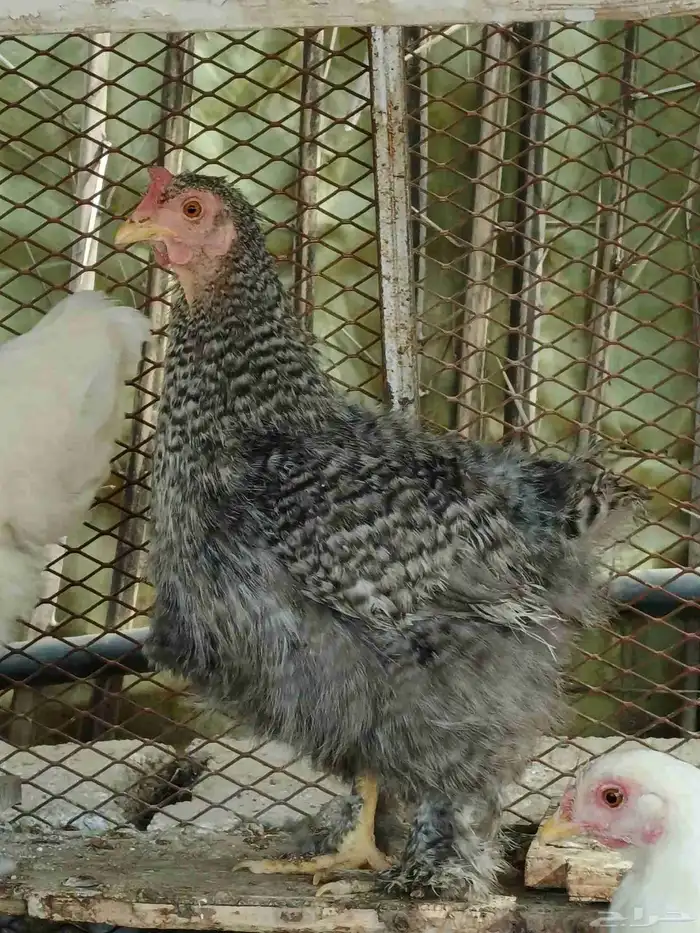 دجاج كوشن فيوم 0