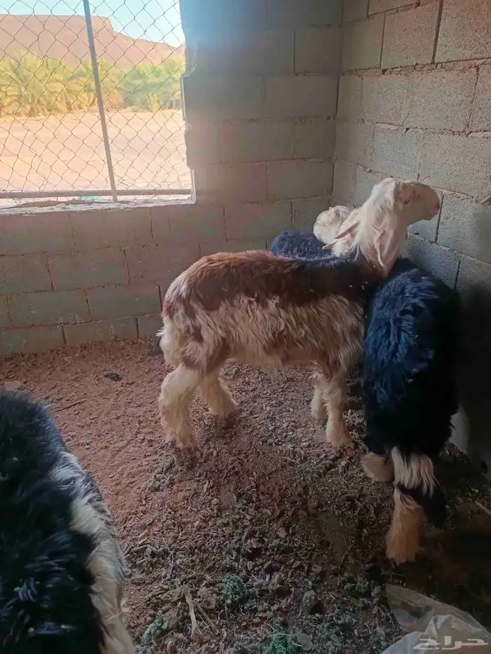 4طليان نجد طيبه 1
