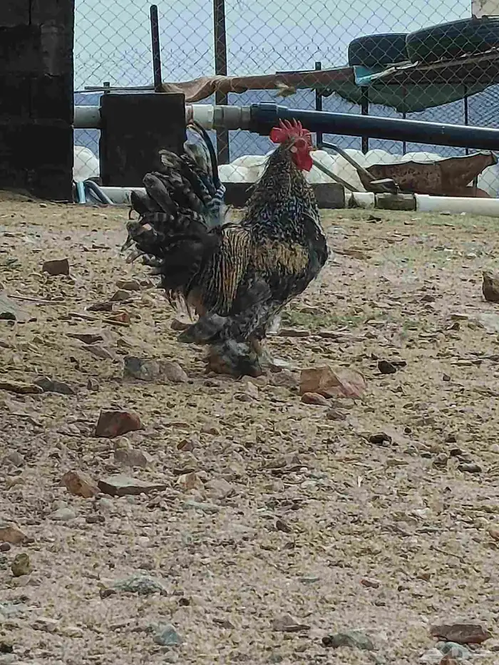 دجاج كوشن فيوم 1