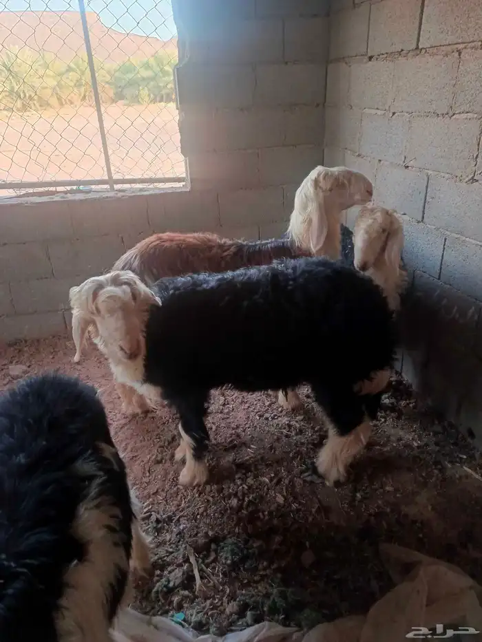 4طليان نجد طيبه 0
