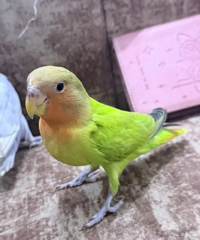 روز أليف عمره شهرين 1