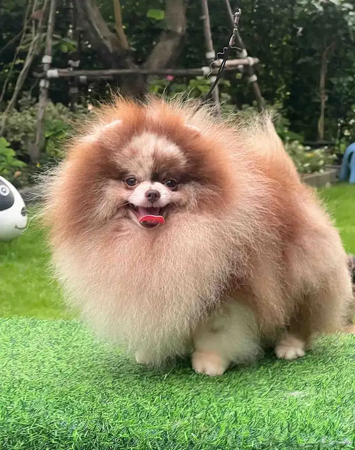 بومرينين شوكلت ميرل مستوى توب 0