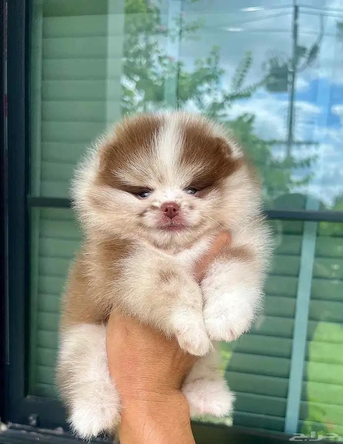 بومرينين شوكلت ميرل مستوى توب 3