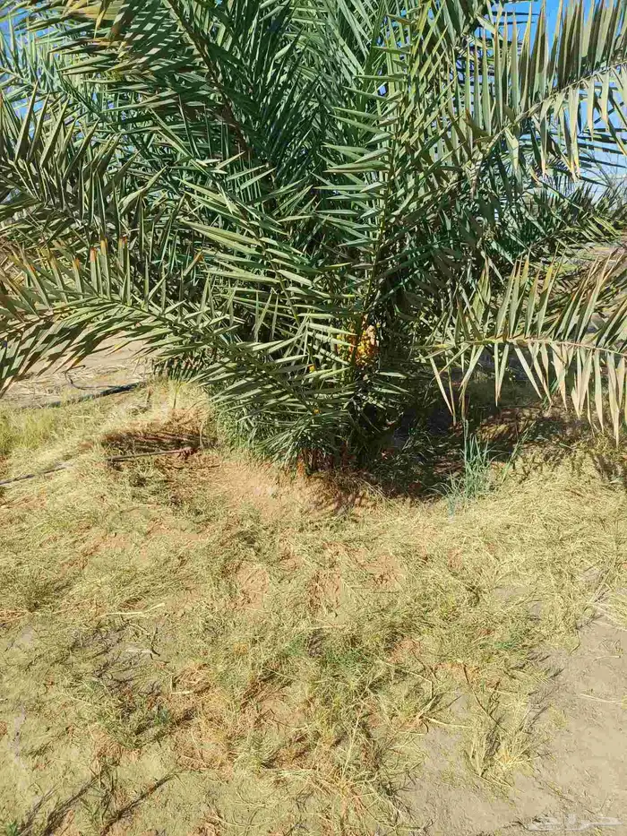 يوجد لدينا فسايل نخيل خلاص حساء 1