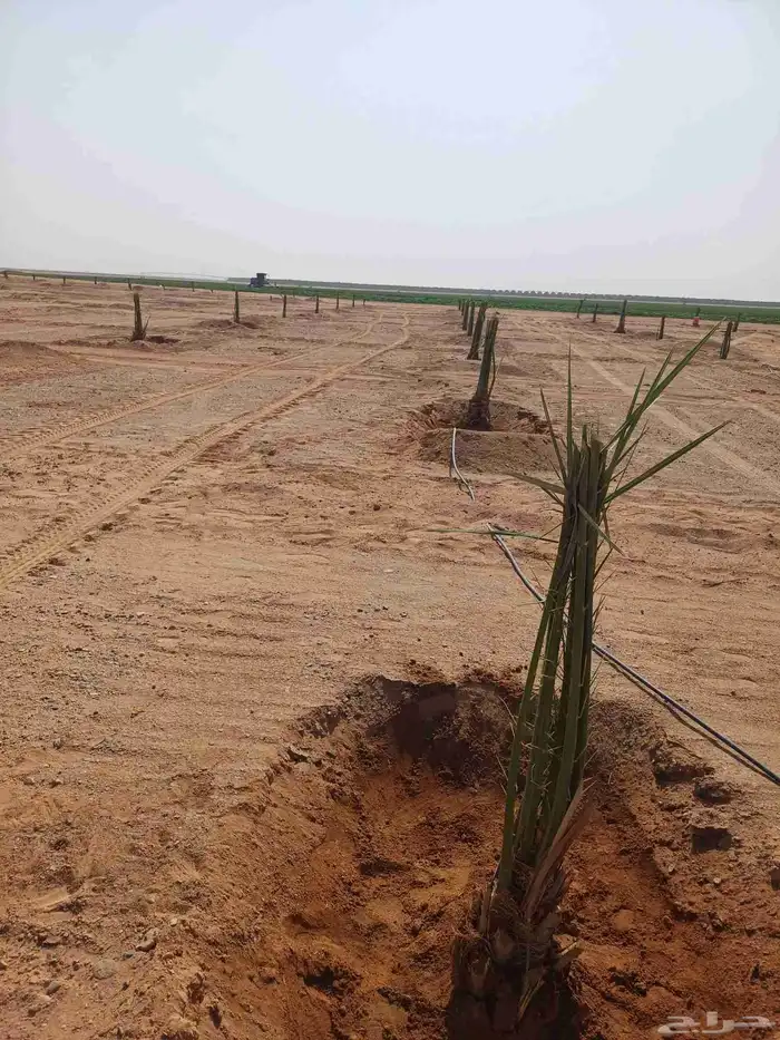 يوجد لدينا فسايل نخيل خلاص حساء 6