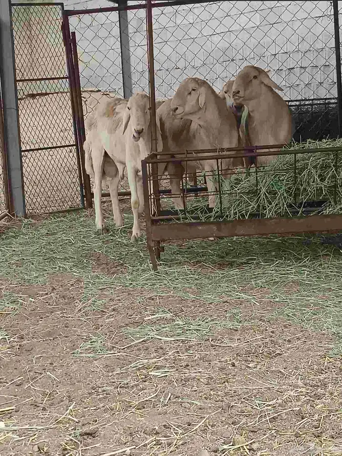 فحول حريه على جميع الشروط السن واحد ثني والبقيه رباع 3