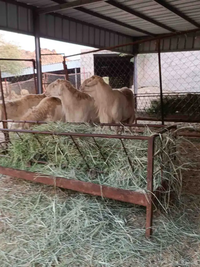 فحول حريه على جميع الشروط السن واحد ثني والبقيه رباع 0