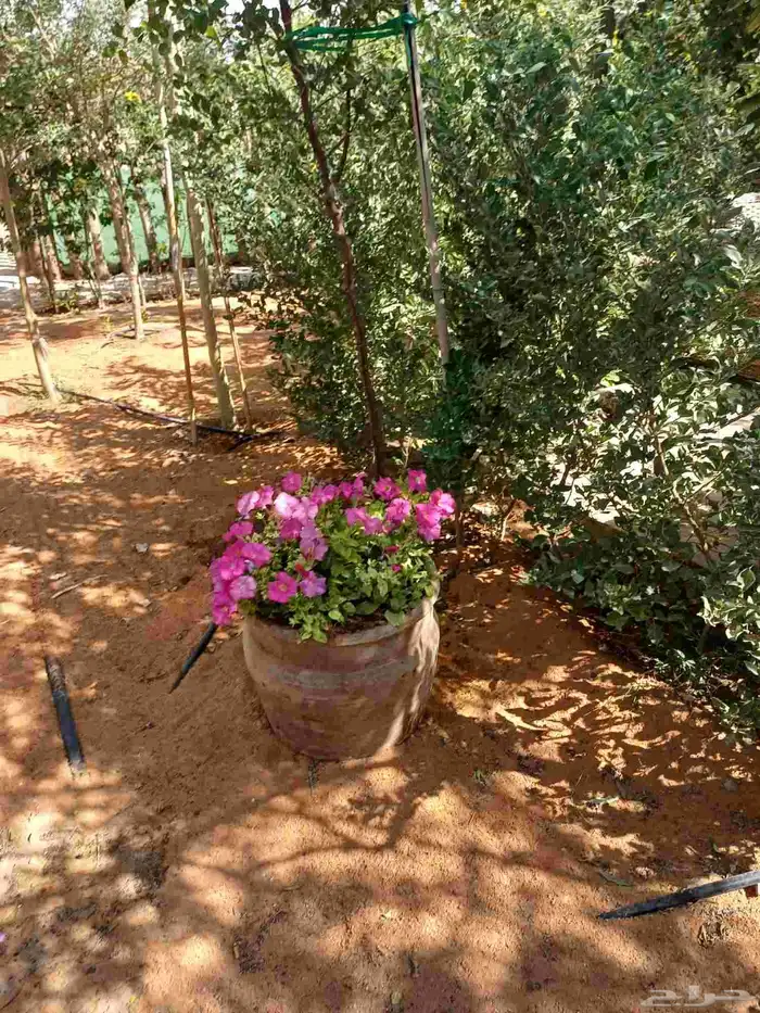 مزارع وتنسيق الحدائق للفلل والاسترحات في الرياض 26