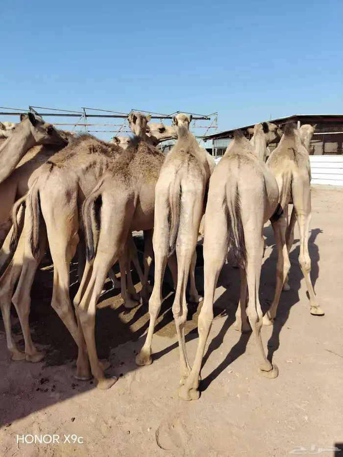 قعدان صومالي 3