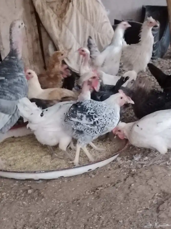 دجاج للبيع 2