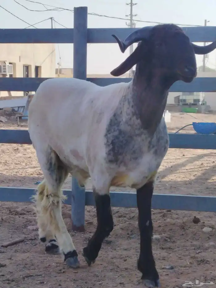 فحول نعيم جدعان فاخره لون جباره وكسرة راس طيبه 1