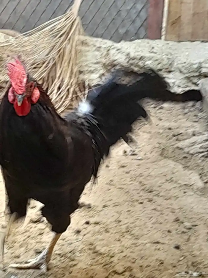 ادياك للبيع الواحد 60 ريال 3