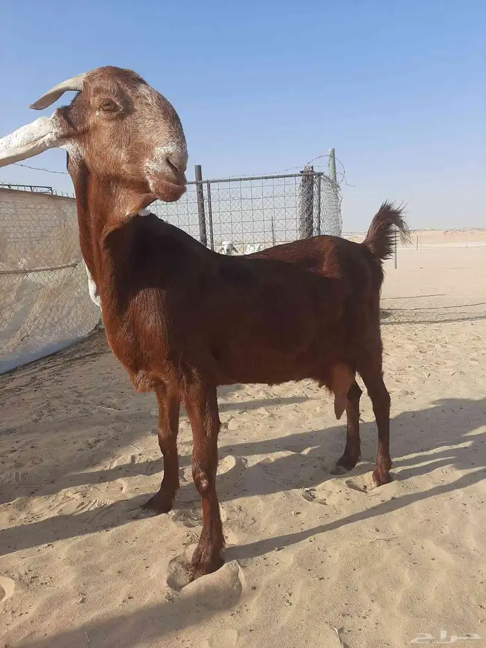 عنز مطوره خصم الخصم 3