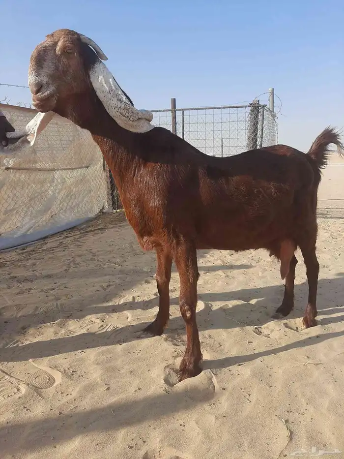 عنز مطوره خصم الخصم 5