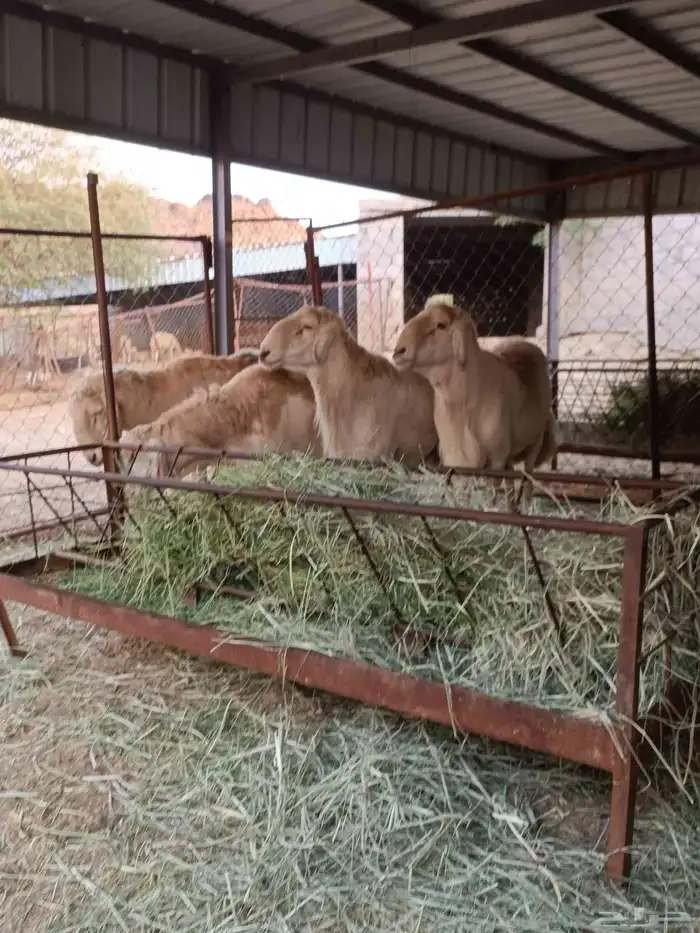 فحول حريه على جميع الشروط السن واحد ثني والبقيه رباع 1
