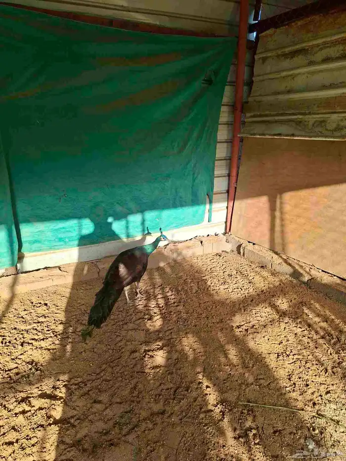 زكر طاووس جاوا 1