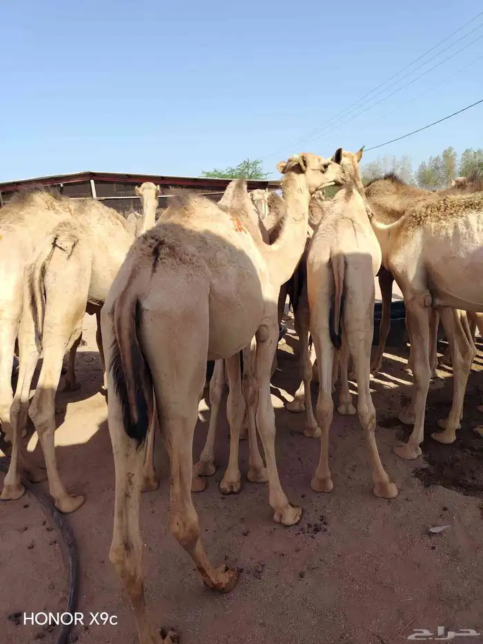 قعدان صومالي 0